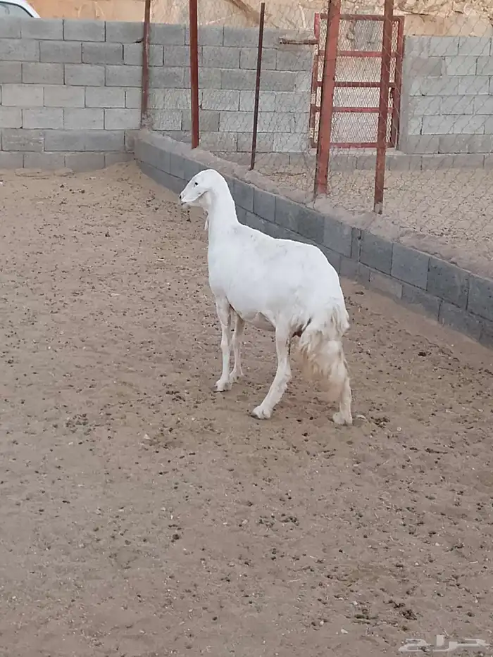 للبيع ضان صنف الصنف شعره وجرم وطول وطرف شرط 6