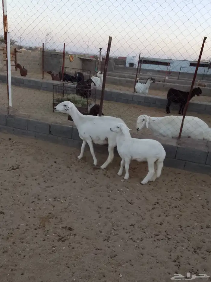 للبيع ضان صنف الصنف شعره وجرم وطول وطرف شرط 1