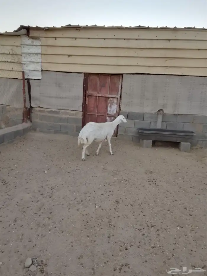 للبيع ضان صنف الصنف شعره وجرم وطول وطرف شرط 8