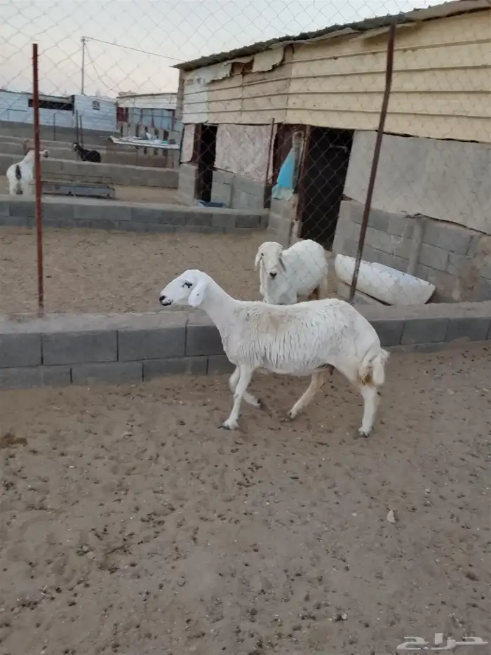 للبيع ضان صنف الصنف شعره وجرم وطول وطرف شرط 10