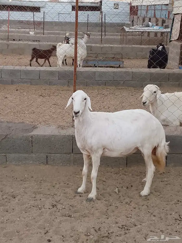 للبيع ضان صنف الصنف شعره وجرم وطول وطرف شرط 5