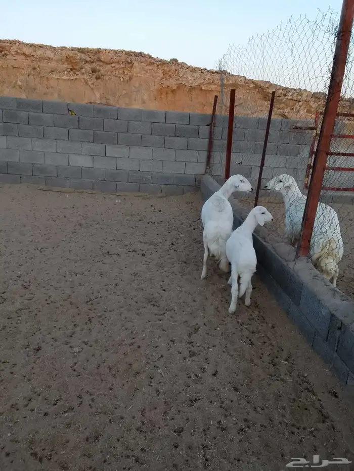 للبيع ضان صنف الصنف شعره وجرم وطول وطرف شرط 3