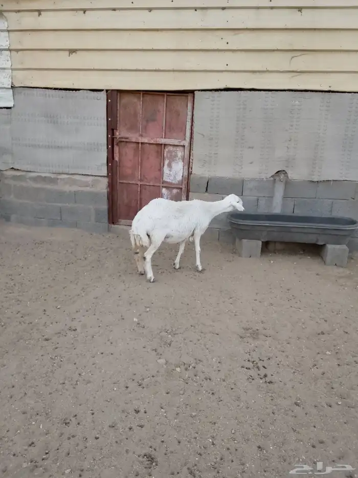 للبيع ضان صنف الصنف شعره وجرم وطول وطرف شرط 9