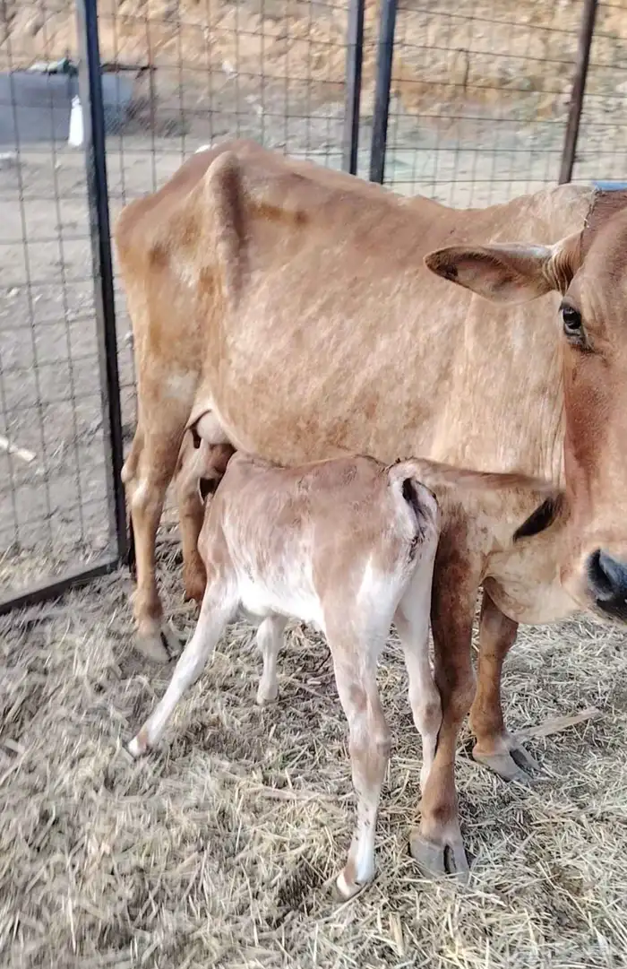 بقر متابيع جبليه شرط 3