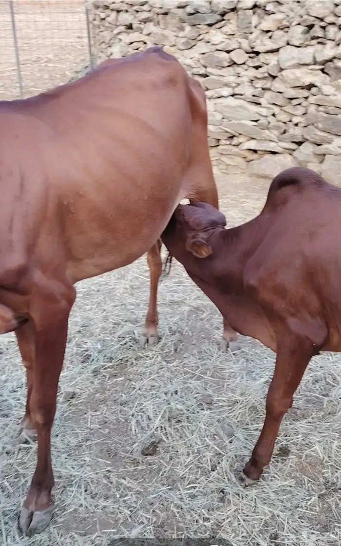 بقر متابيع جبليه شرط 0