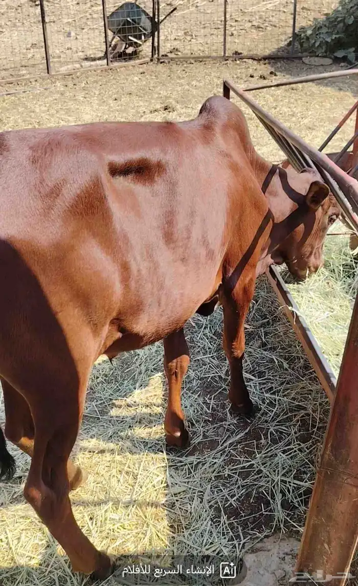 بقر متابيع جبليه شرط 9