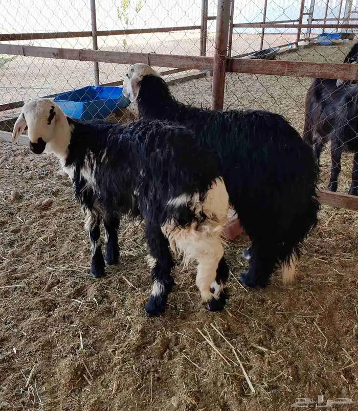 عرض ذبايح للبيع 2