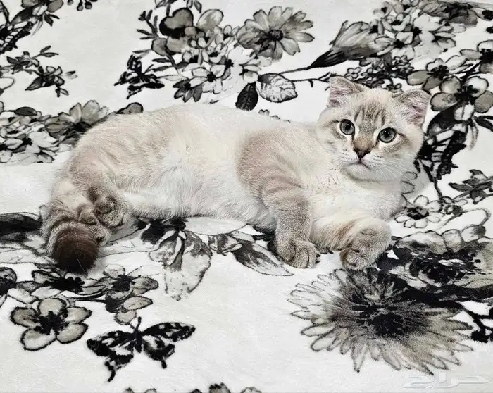 قط اسكوتش فولد ذكر العمر 4 شهور 1