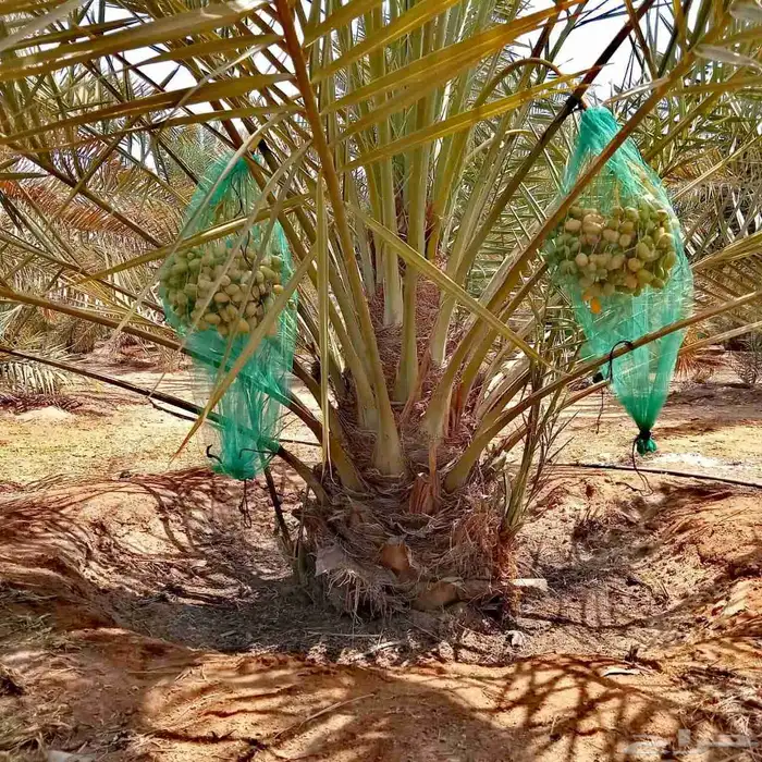 نخل نخيل خلاص برحي سكري شيشي مجدوله عجوه برني هلالي سلاطين 3