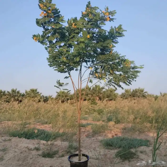 مشاتل الدمام طريق الجبيل بسعر الجمله 2