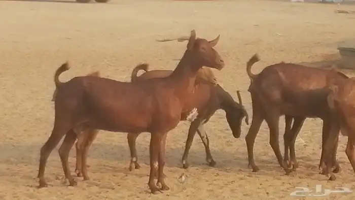 ماعز محايليات حمر دهم جنب دفيع معزا محايلية طيبة 7 رأس 12