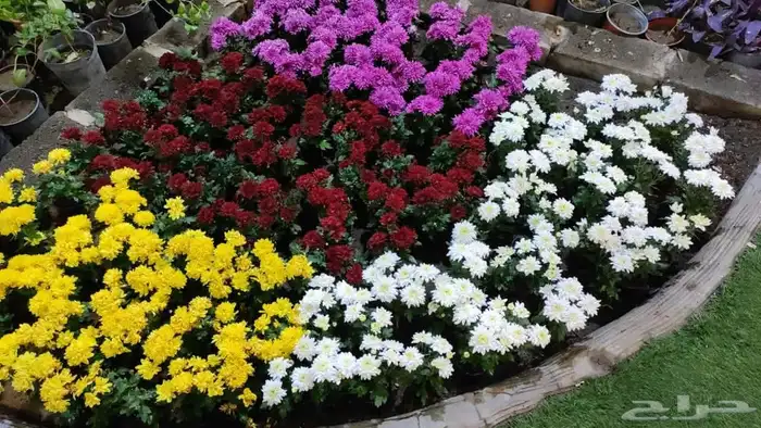 زرع طبيعى وصناعى 0