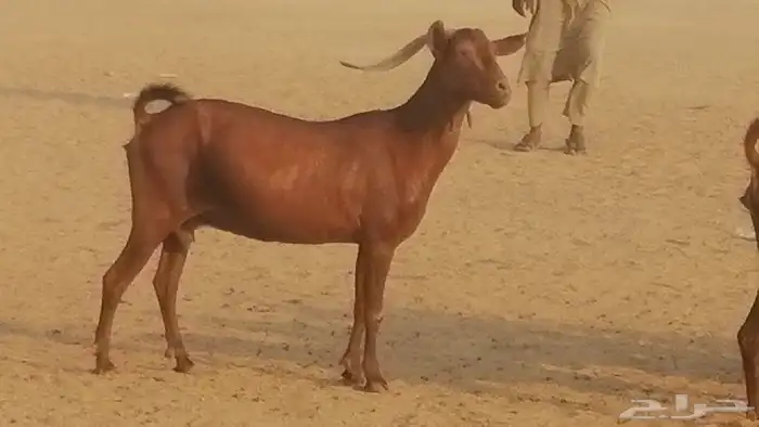 ماعز محايليات حمر دهم جنب دفيع معزا محايلية طيبة 7 رأس 5