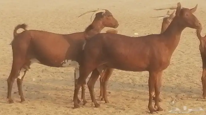ماعز محايليات حمر دهم جنب دفيع معزا محايلية طيبة 7 رأس 6