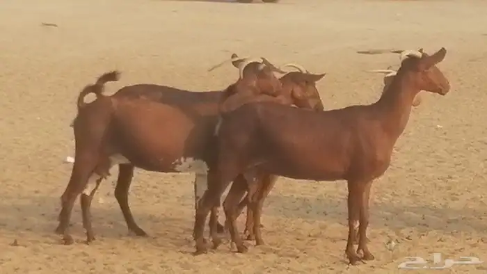 ماعز محايليات حمر دهم جنب دفيع معزا محايلية طيبة 7 رأس 10