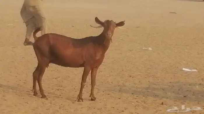 ماعز محايليات حمر دهم جنب دفيع معزا محايلية طيبة 7 رأس 19