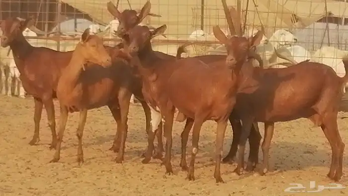 ماعز محايليات حمر دهم جنب دفيع معزا محايلية طيبة 7 رأس 7