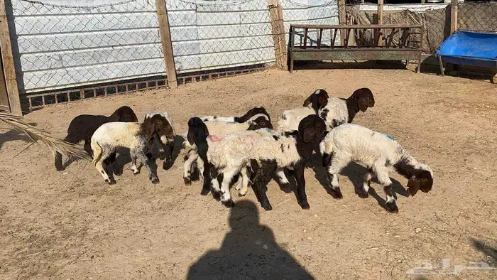 دواغيرنعيم العدد 11 8