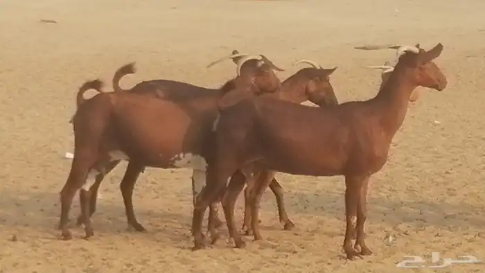 ماعز محايليات حمر دهم جنب دفيع معزا محايلية طيبة 7 رأس 17