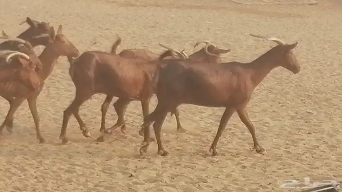 ماعز محايليات حمر دهم جنب دفيع معزا محايلية طيبة 7 رأس 21