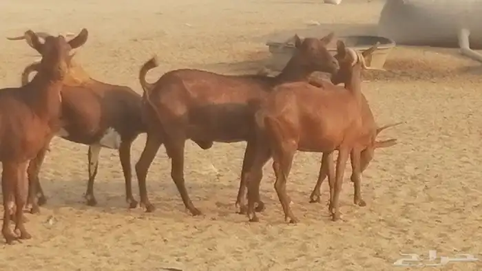 ماعز محايليات حمر دهم جنب دفيع معزا محايلية طيبة 7 رأس 23
