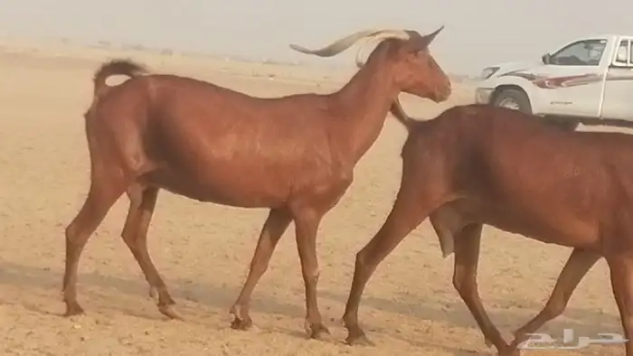 ماعز محايليات حمر دهم جنب دفيع معزا محايلية طيبة 7 رأس 13
