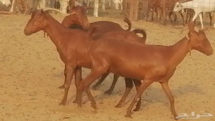 ماعز محايليات حمر دهم جنب دفيع معزا محايلية طيبة 7 رأس 20