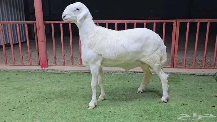 مشاريع فحول حري صنف 3