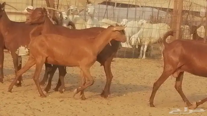 ماعز محايليات حمر دهم جنب دفيع معزا محايلية طيبة 7 رأس 8