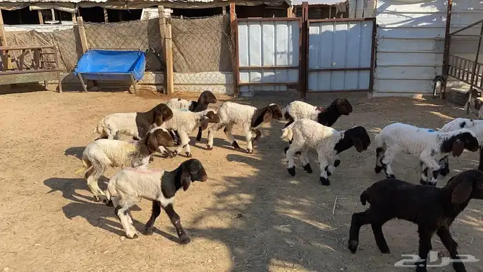 دواغيرنعيم العدد 11 4