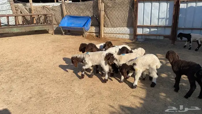 دواغيرنعيم العدد 11 2