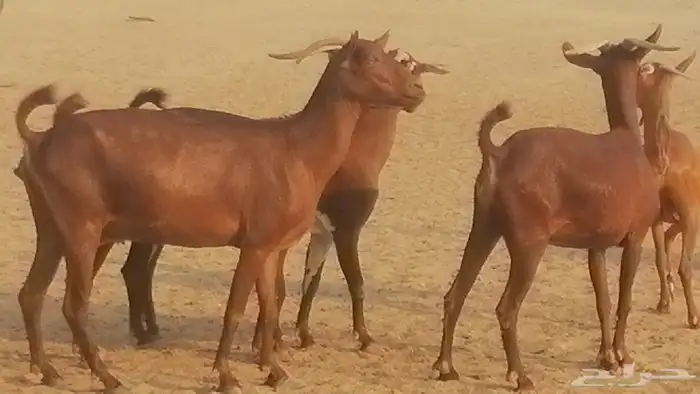 ماعز محايليات حمر دهم جنب دفيع معزا محايلية طيبة 7 رأس 3