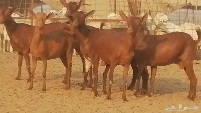 ماعز محايليات حمر دهم جنب دفيع معزا محايلية طيبة 7 رأس 0