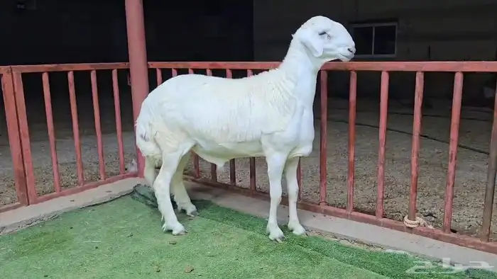 مشاريع فحول حري صنف 0