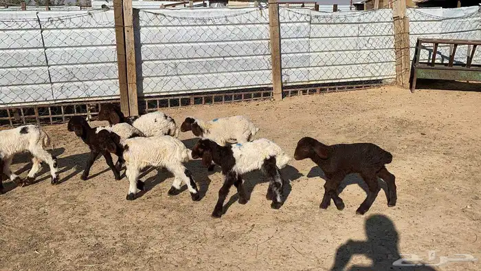 دواغيرنعيم العدد 11 7