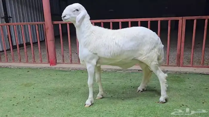 مشاريع فحول حري صنف 1