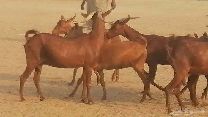 ماعز محايليات حمر دهم جنب دفيع معزا محايلية طيبة 7 رأس 9