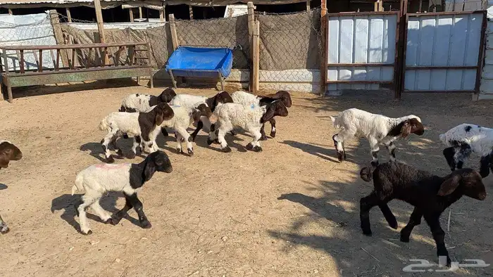 دواغيرنعيم العدد 11 0