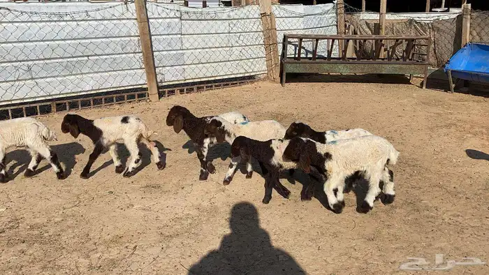 دواغيرنعيم العدد 11 5