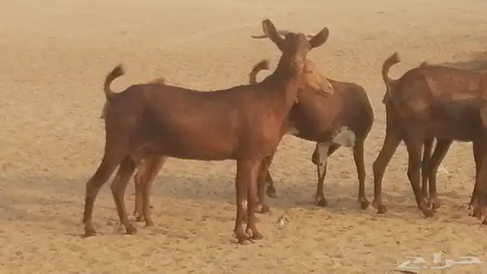 ماعز محايليات حمر دهم جنب دفيع معزا محايلية طيبة 7 رأس 15
