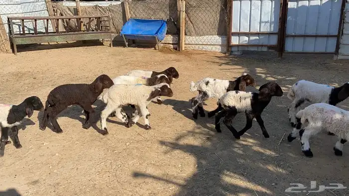 دواغيرنعيم العدد 11 6