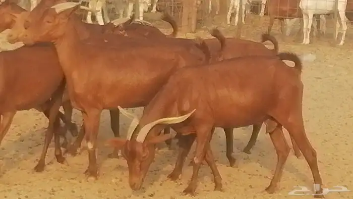 ماعز محايليات حمر دهم جنب دفيع معزا محايلية طيبة 7 رأس 16