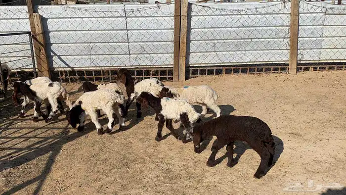 دواغيرنعيم العدد 11 3