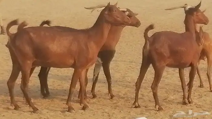 ماعز محايليات حمر دهم جنب دفيع معزا محايلية طيبة 7 رأس 1