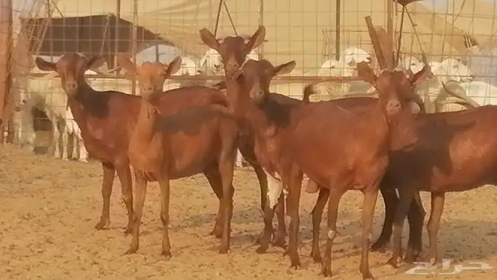 ماعز محايليات حمر دهم جنب دفيع معزا محايلية طيبة 7 رأس 4