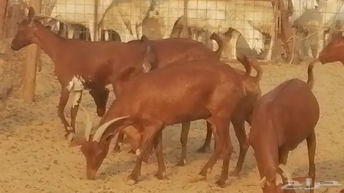 ماعز محايليات حمر دهم جنب دفيع معزا محايلية طيبة 7 رأس 22