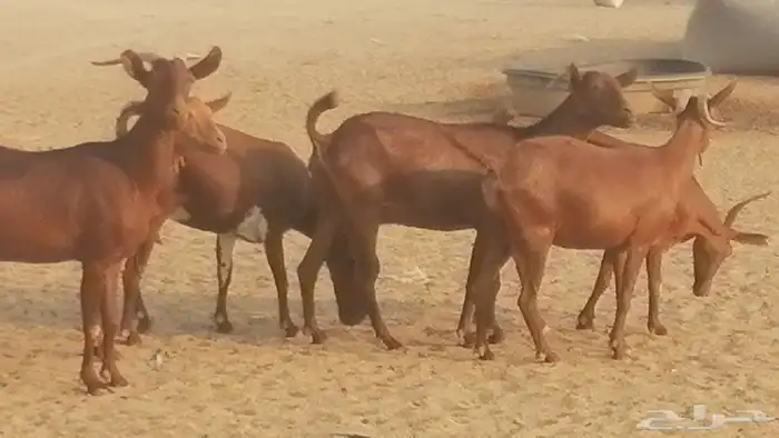 ماعز محايليات حمر دهم جنب دفيع معزا محايلية طيبة 7 رأس 14