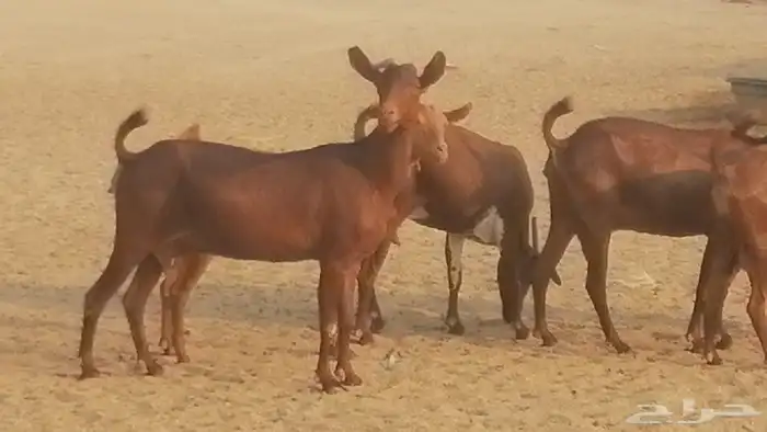 ماعز محايليات حمر دهم جنب دفيع معزا محايلية طيبة 7 رأس 18