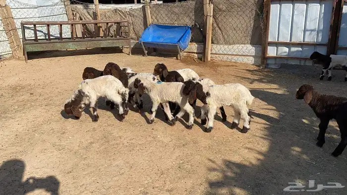 دواغيرنعيم العدد 11 1