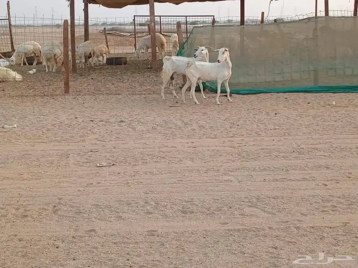 معزه بشيات دفيع العدد 2 راس 0